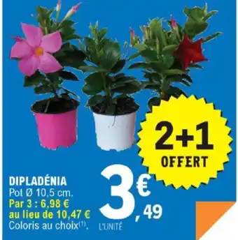 E.Leclerc Dipladénia offre