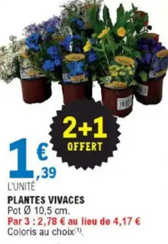 E.Leclerc Plantes Vivaces offre