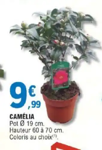 E.Leclerc Camélia offre