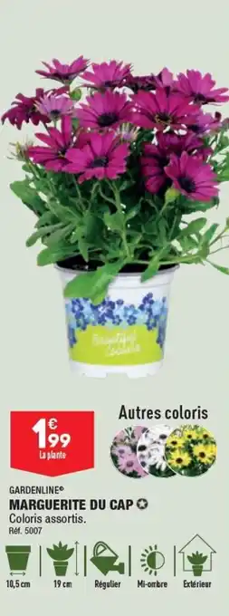 ALDI Marguerite du cap offre