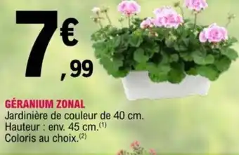 E.Leclerc Géranium Zonal offre