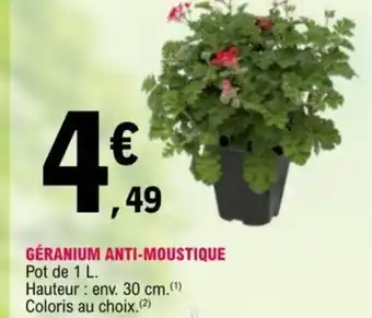 Géranium Anti-Moustique