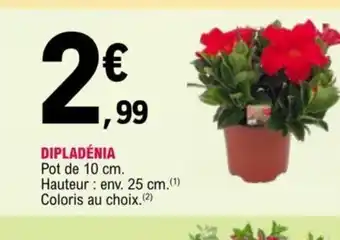 E.Leclerc Dipladénia offre
