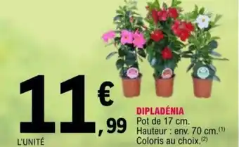 E.Leclerc Dipladénia offre