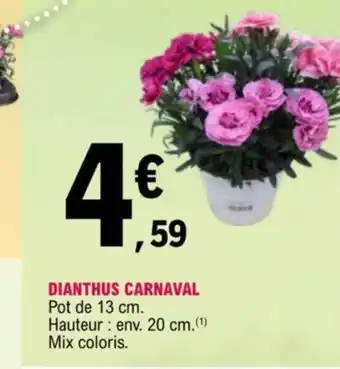 Dianthus Carnaval