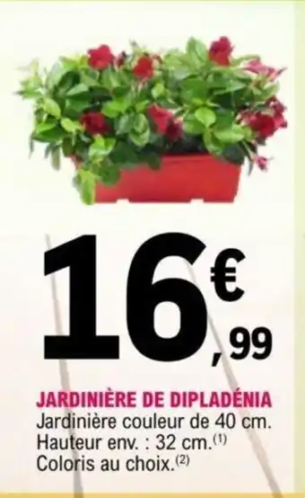 E.Leclerc Jardinière de Dipladénia offre