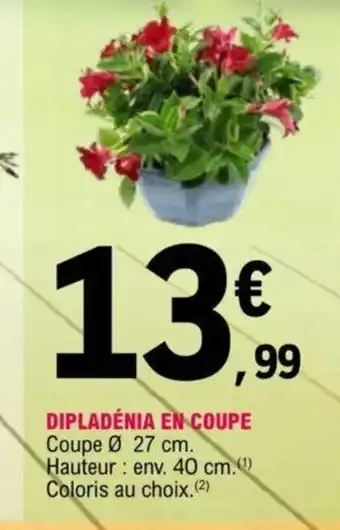 E.Leclerc Dipladénia en Coupe offre