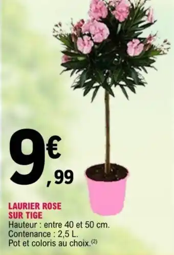 E.Leclerc Laurier Rose Sur Tige offre