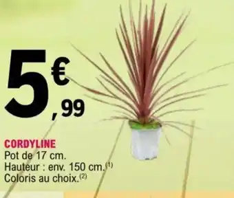 E.Leclerc Cordyline offre