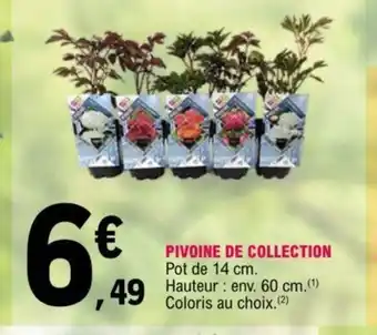 E.Leclerc Pivoine de Collection offre