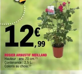 E.Leclerc Rosier Arbustif Meilland offre
