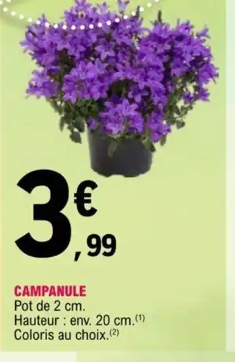 E.Leclerc Campanule offre
