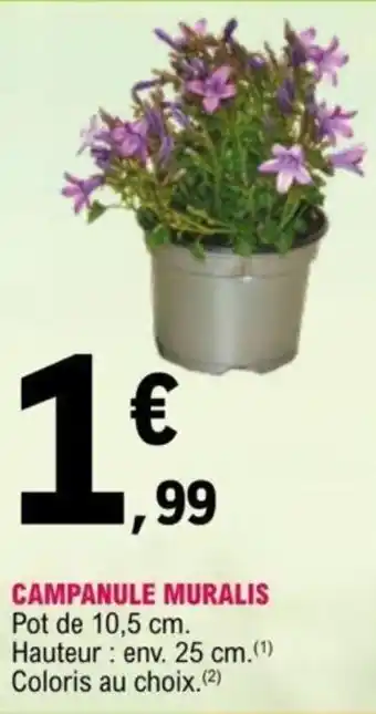 Campanule Muralis