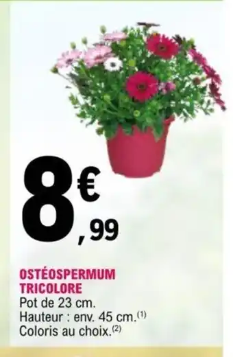 Ostéospermum Tricolore