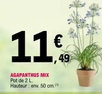 E.Leclerc Agapanthus Mix offre