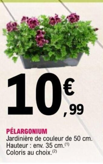 Pélargonium