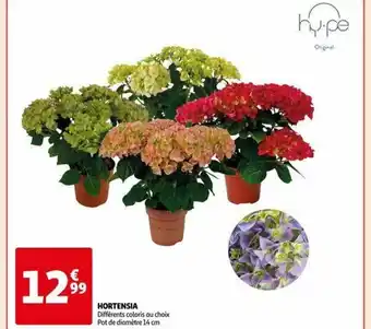 Auchan Hortensia offre