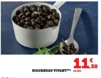 Bigorneau vivant