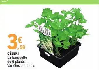 Céleri