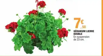 E.Leclerc Géranium Lierre Double offre