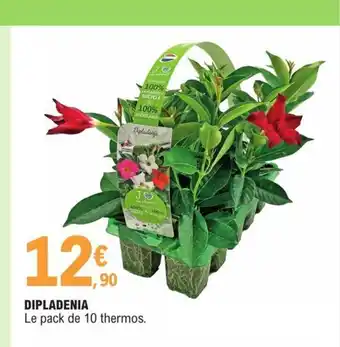 E.Leclerc Dipladenia offre