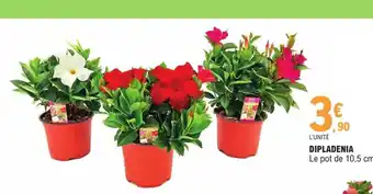 E.Leclerc Dipladenia offre