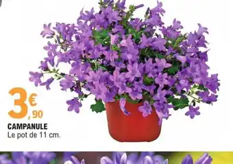 E.Leclerc Campanule offre