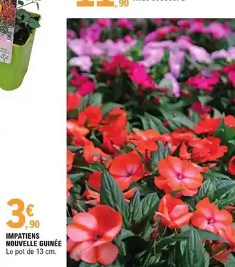 E.Leclerc Impatiens Nouvelle Guinée offre