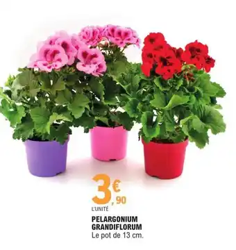E.Leclerc Pelargonium Grandiflorum offre