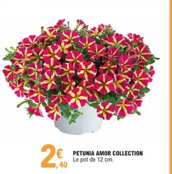 E.Leclerc Petunia Amor Collection offre