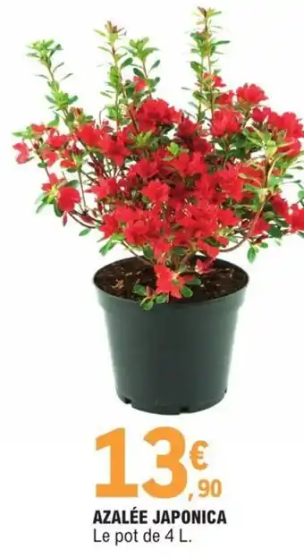 E.Leclerc Azalée Japonica offre