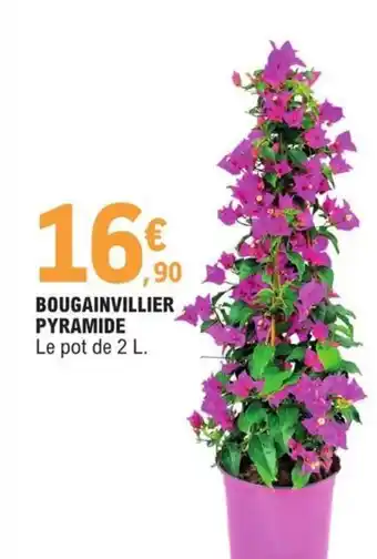 E.Leclerc Bougainvillier Pyramide offre