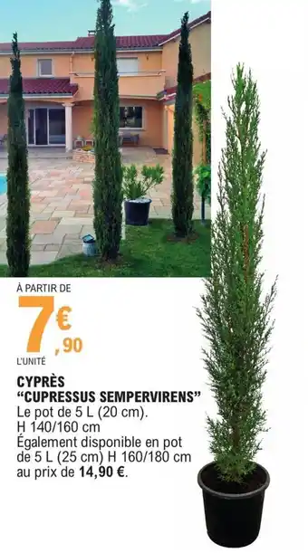 E.Leclerc Cyprés "Cupressus Sempervirens" offre