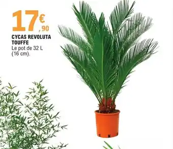E.Leclerc Cycas Revoluta Touffe offre
