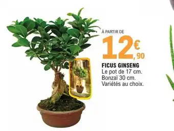 Ficus Ginseng