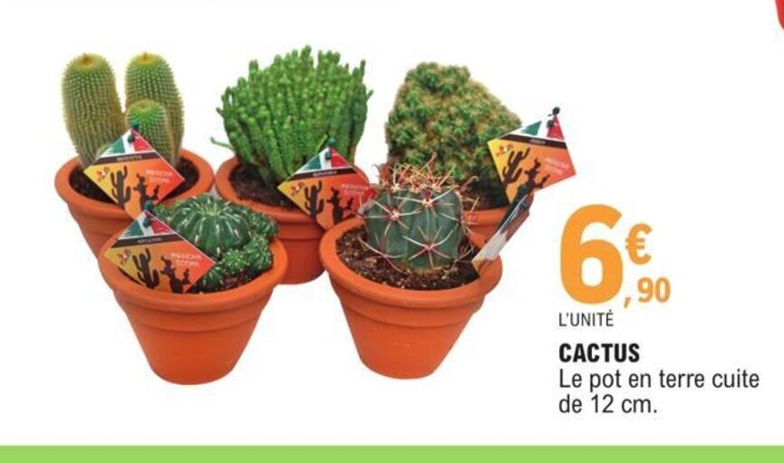 Promo Cactus chez E.Leclerc