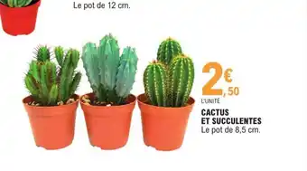 E.Leclerc Cactus Et Succulentes offre