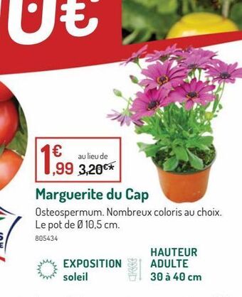 Botanic Marguerite du cap offre