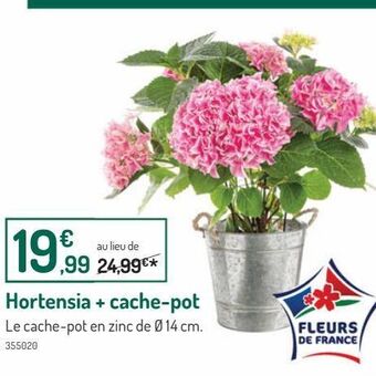 Botanic Hortensia + cache-pot offre