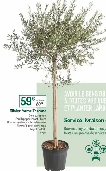 Botanic Olivier forme toscane offre