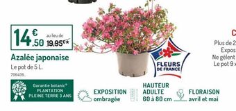 Botanic Azalee japonaise offre