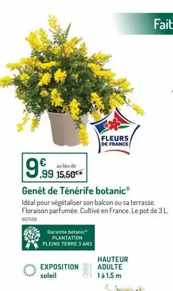 Genet de tenerife botanic
