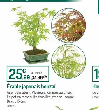 Botanic Erable japonais bonzai offre