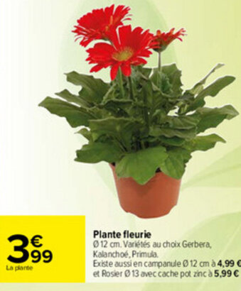 Carrefour Plante Fleurie offre
