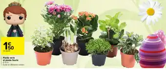 Carrefour Plante Verte En Plante Fleurie offre