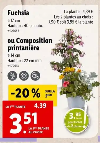 Lidl Fuchsia offre