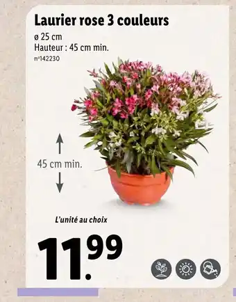 Lidl Laurier rose 3 couleurs offre