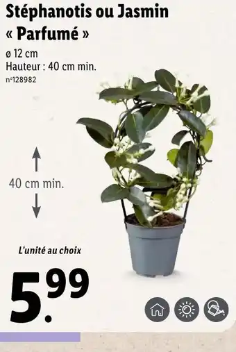Lidl Stéphanotis ou jamsin parfumé offre