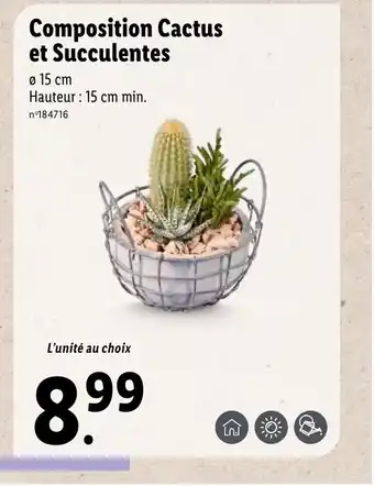 Lidl Composition cactus et succulentes offre