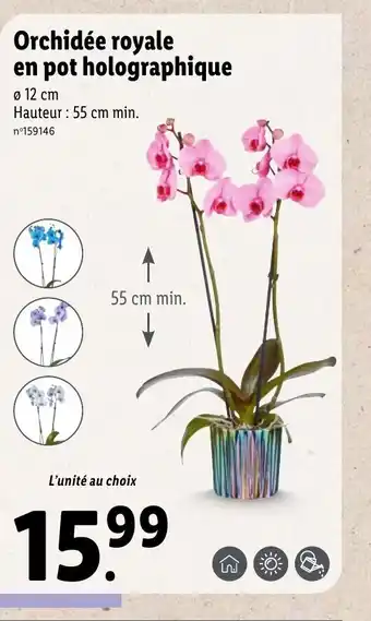Lidl Orchidée royale en pot holographique offre